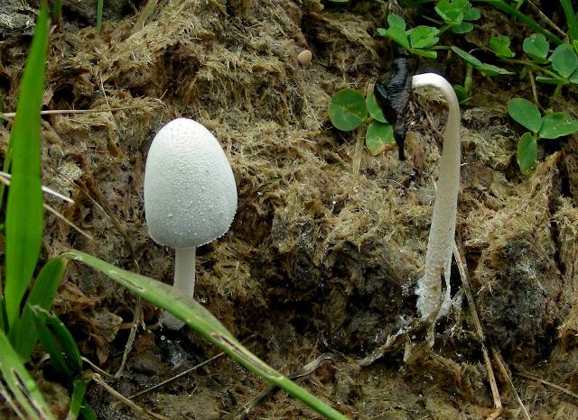 Funghi in quota, montagne del Lagorai (gruppo del Rava)